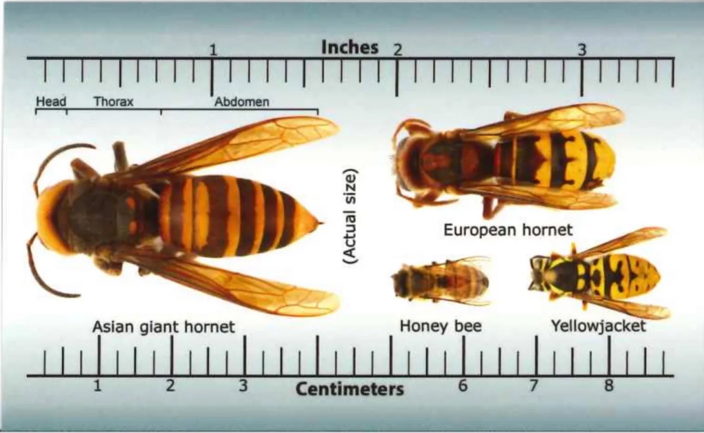 types of bees